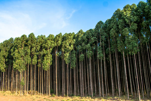 Compra e Venda de Florestas de Eucalipto em Minas Gerais | Ativos Florestais